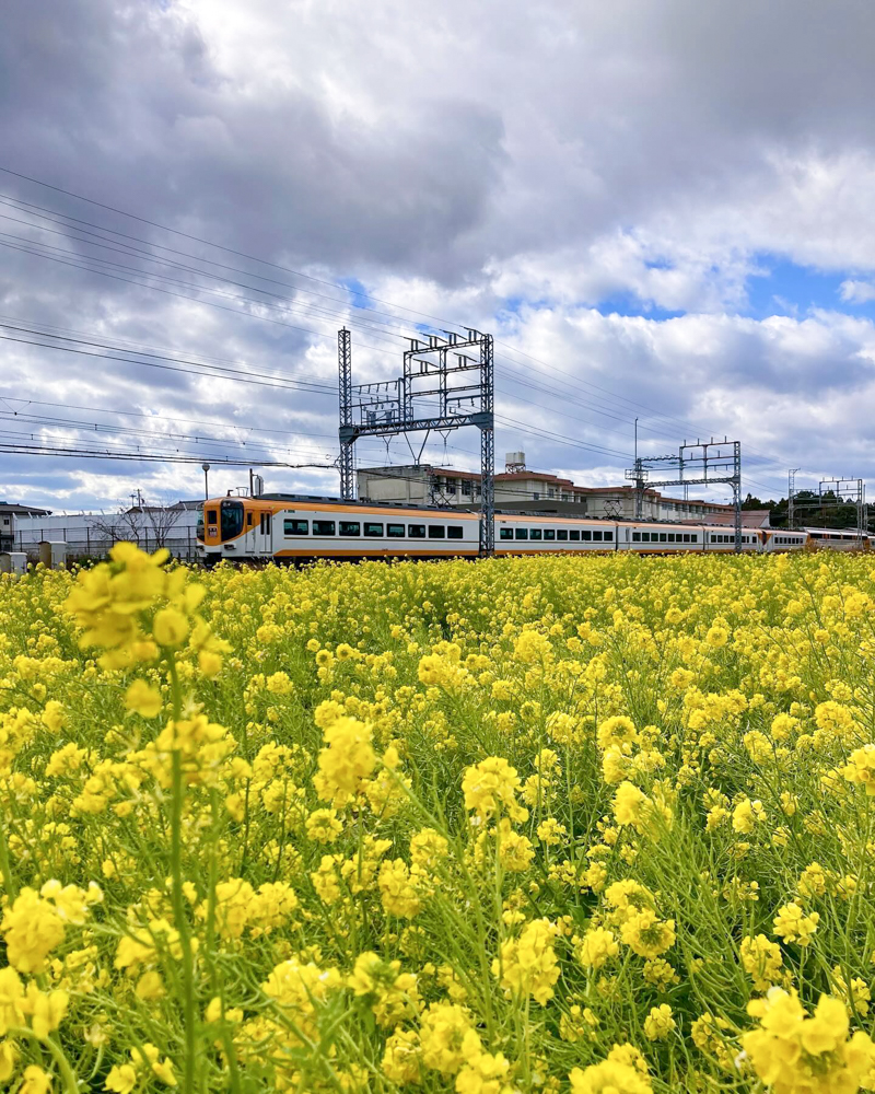 斎宮跡、菜の花、1月春の花、三重県多気郡の観光・撮影スポットの名所